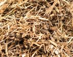 White Oak Bark Cheap