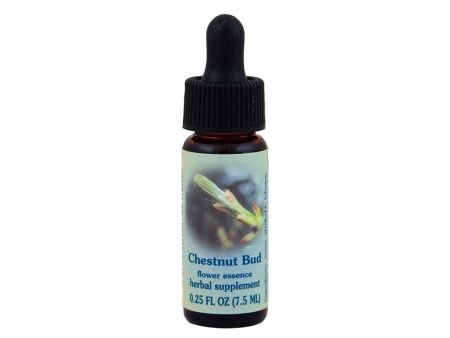 Chestnut Bud Flower Essence For Sale