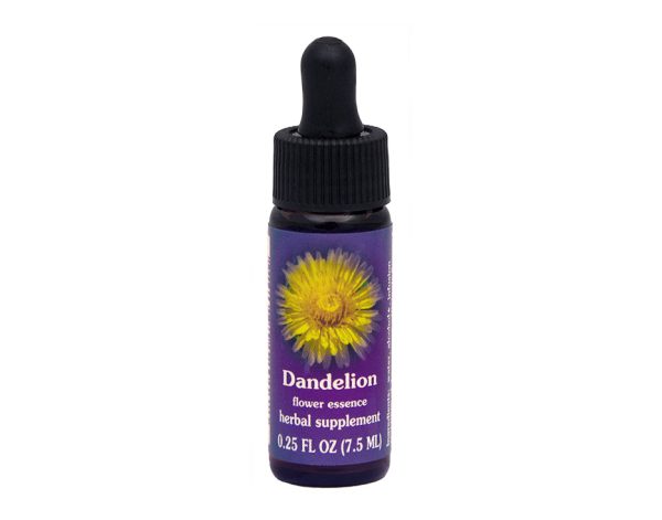 Dandelion Flower Essence Supply