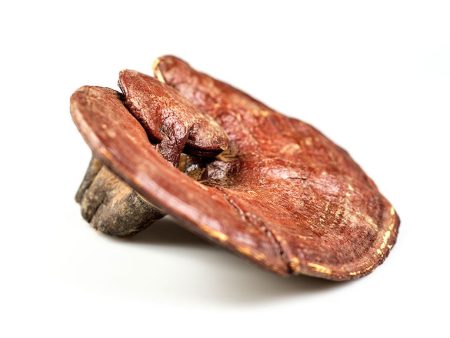 Reishi Mushroom, Whole - Approx. 7 oz. For Sale