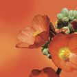 Desert Mallow Elixir Online Sale