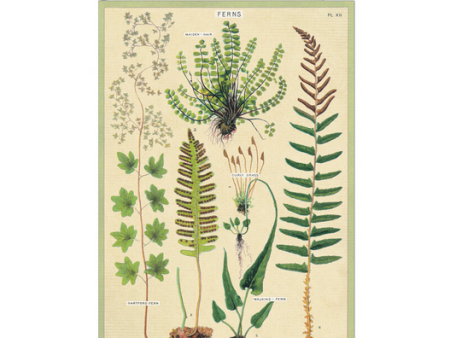 Card Ferns Greeting For Discount