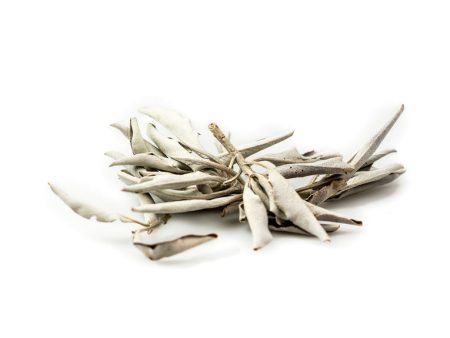 Sage Leaf, White on Sale