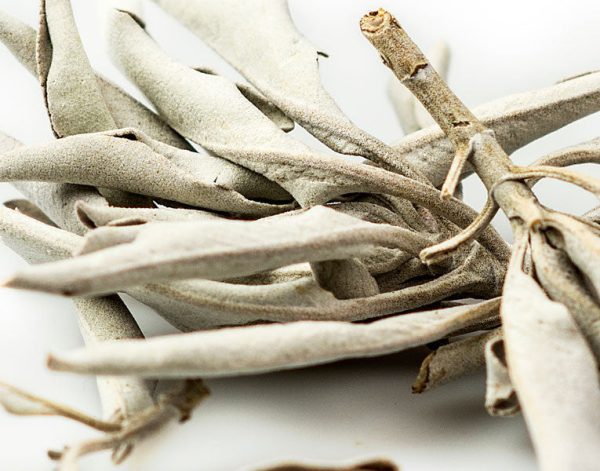 Sage Leaf, White on Sale