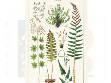 Tea Towel Ferns Sale