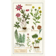 Tea Towel Herbarium Online Hot Sale