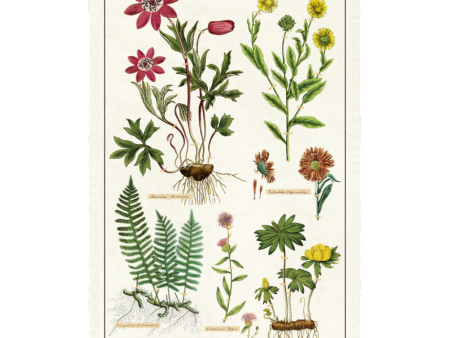 Tea Towel Herbarium Online Hot Sale