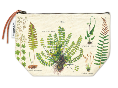 Pouch Ferns Supply